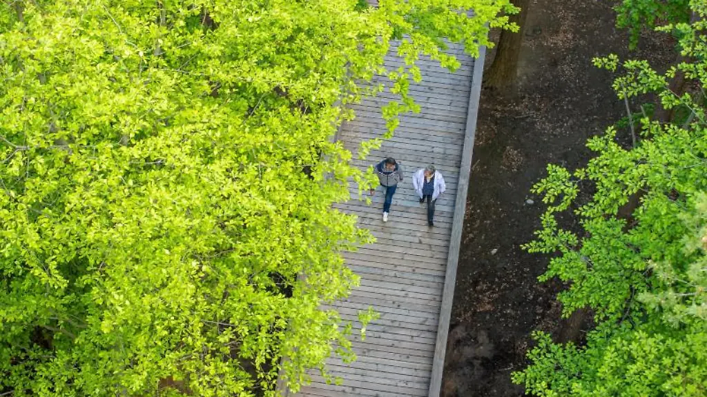 Mitarbeiter-sind-auf-dem-1-350-Meter-langen-Baumwipfelpfad-Usedom-unterwegs