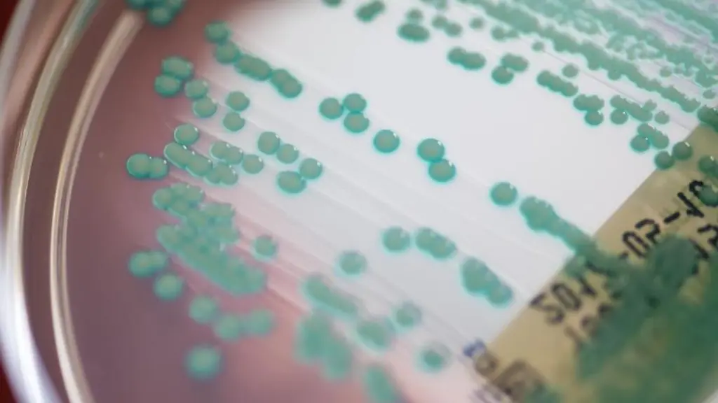 Eine-petrischale-mit-Keimen