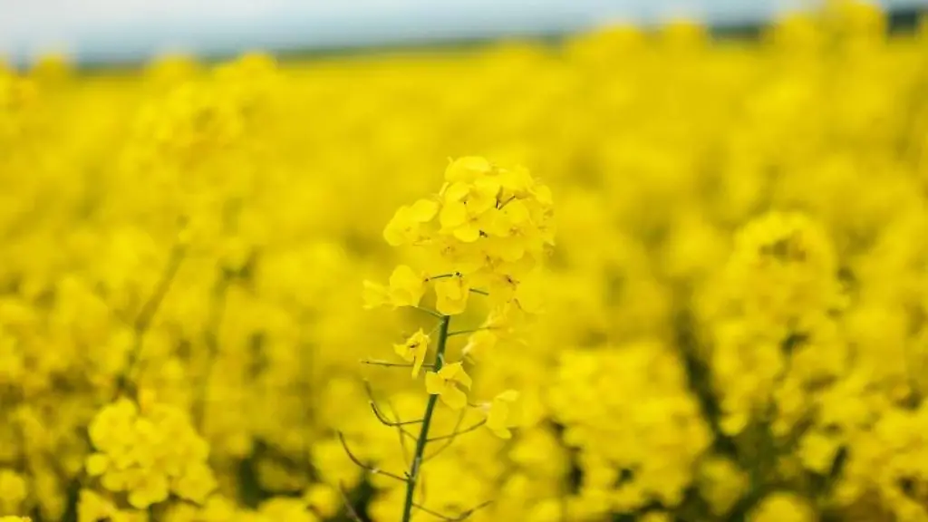 Raps-blueht-auf-einem-Feld-Foto-Daniel-Schneider-UFOP-e-V