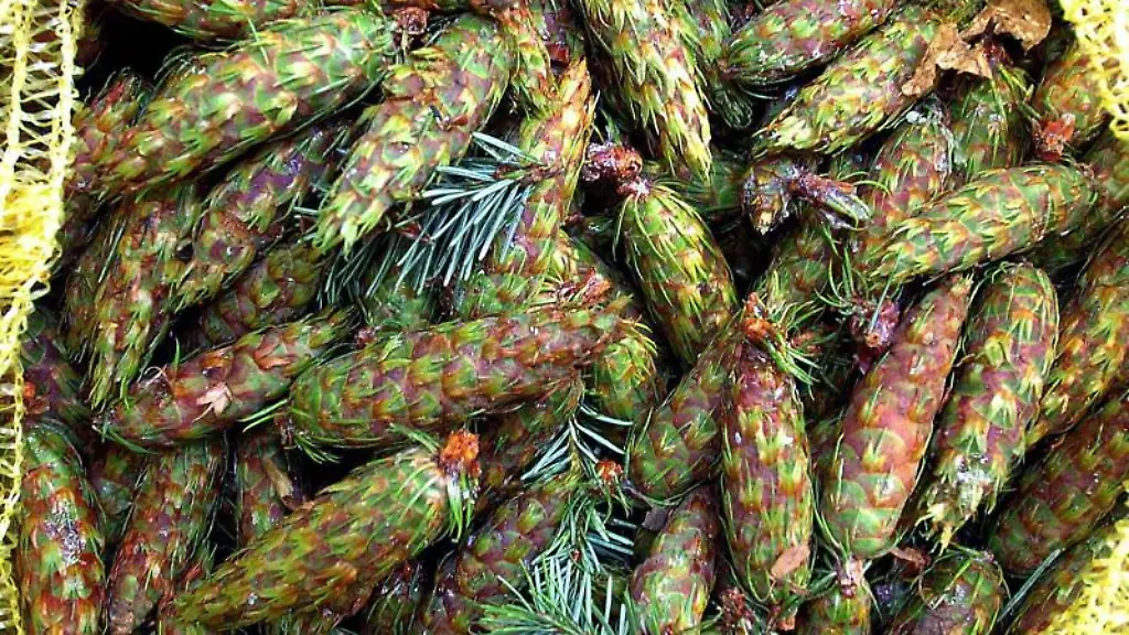 Zapfen-liegen-in-einem-Sack