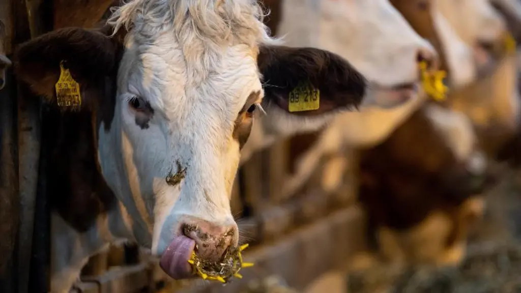 Rinder-stehen-in-einem-Stall