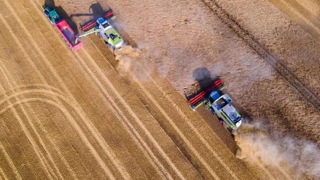 Maehdrescher-fahren-bei-der-Ernte-der-Wintergerste-ueber-ein-Feld