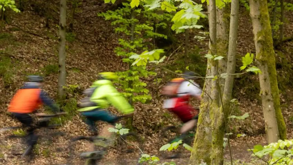 Radfahrer-fahren-zwischen-den-Baeumen