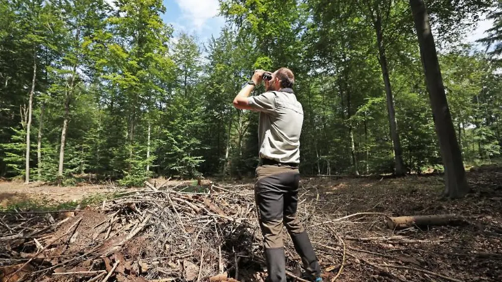 Foerster-Holger-Beding-begutachtet-im-Koenigsforst-mit-dem-Fernglas-den-Zustand-von-Buchen-im-Wald
