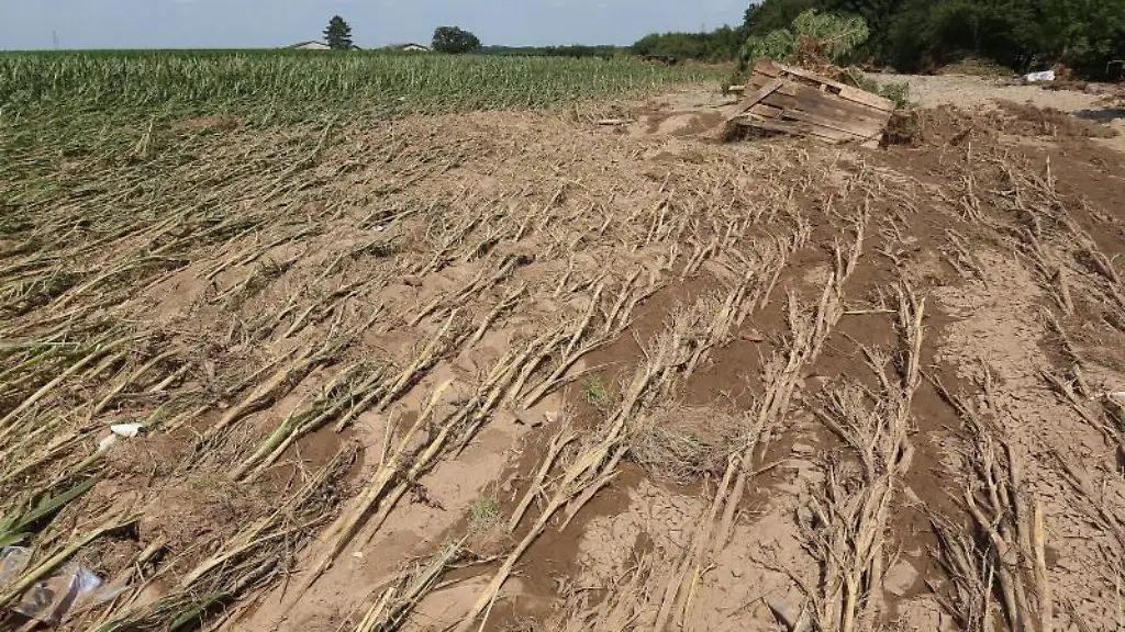Maispflanzen-sind-zum-Teil-von-den-Wassermassen-platt-gedrueckt-worden-und-liegen-nun-am-Boden