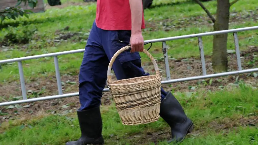 Ein-Saisonpfluecker-geht-ausgeruestet-mit-Korb-und-Leiter-durch-eine-Kirschenplantage
