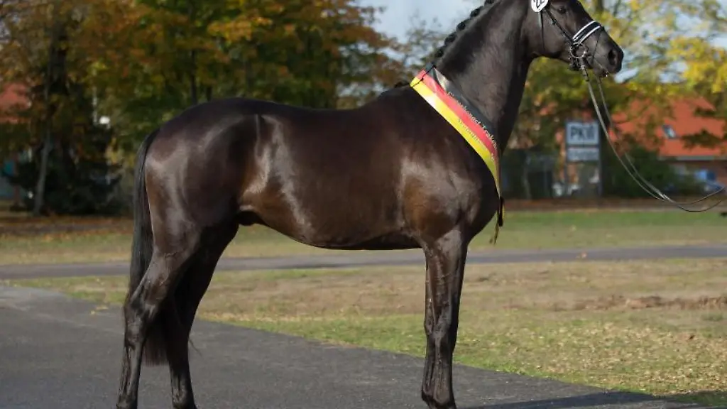 Der-Siegerhengst-des-internationalen-Trakehner-Hengstmarktes-in-Neumuenster-Kaiser-Milton
