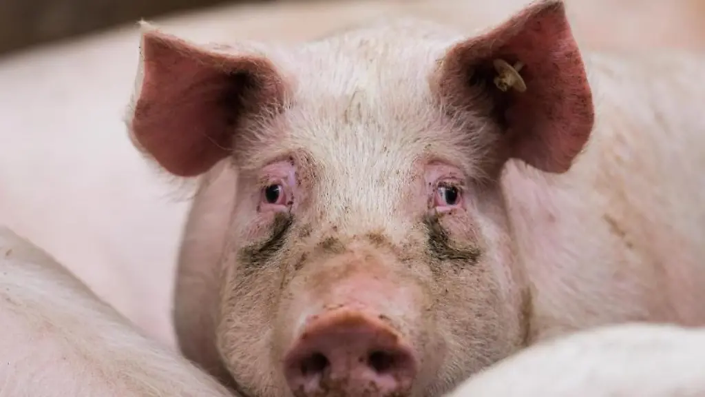 Ein-Mastschwein-steht-in-einem-Stall