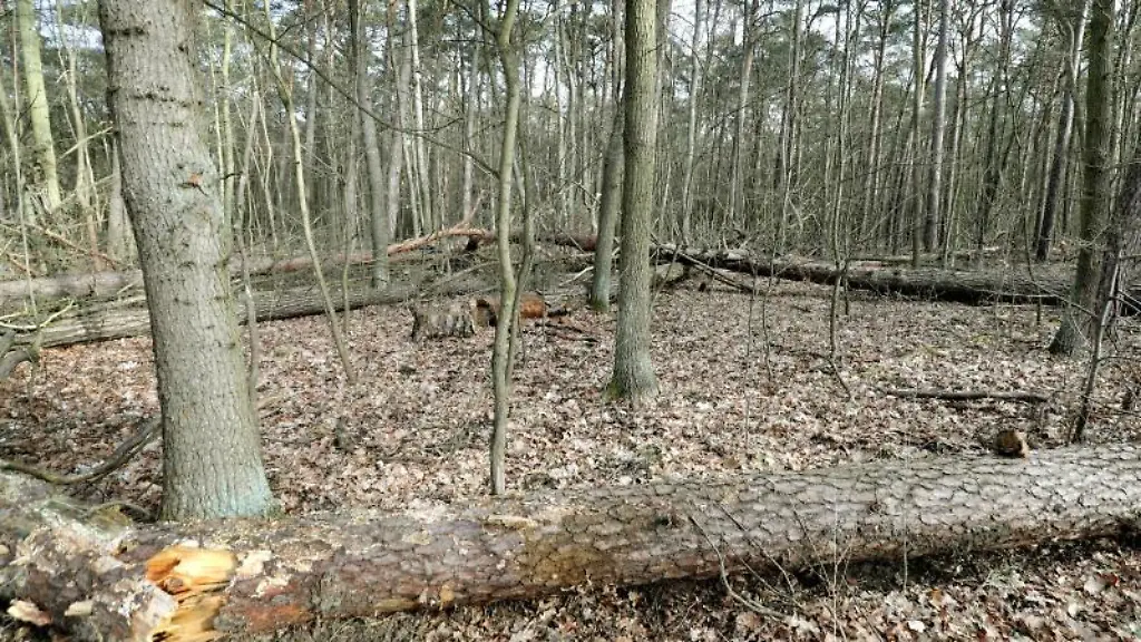 Umgestuerzte-Baeume-und-Totholz-liegen-am-Rand-eines-Waldweges