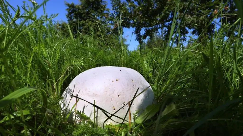 Ein-Riesenbovist-mit-rund-40-Zentimeter-Durchmesser-waechst-auf-einer-Streuobstwiese-unter-Obstbaeumen-Die-feuchte-Witterung-der-letzten-Wochen-foerdert-das-Wachstum-der-Pilze