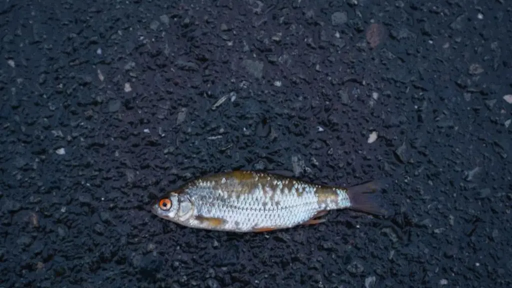 Ein-angeschwemmtes-Rotauge-liegt-auf-dem-Asphalt