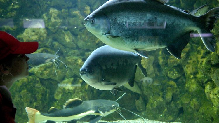 Der Schwarze Pacu ernährt sich von den Früchten unterschiedlichster Pflanzen.