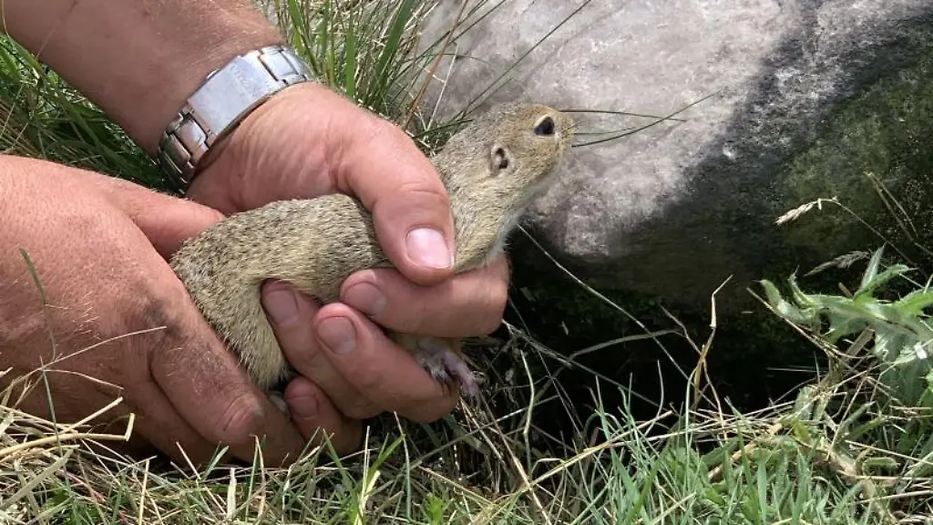 Ein-Ziesel-wird-in-ein-Erdloch-gesetzt