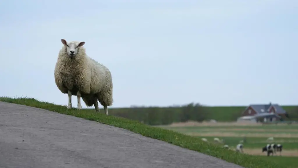Ein-Schaf-steht-auf-einem-Deich