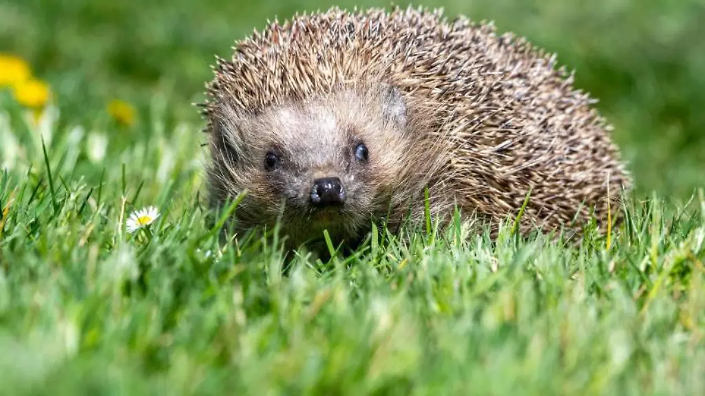 Ein-Igel-laeuft-durch-einen-Garten