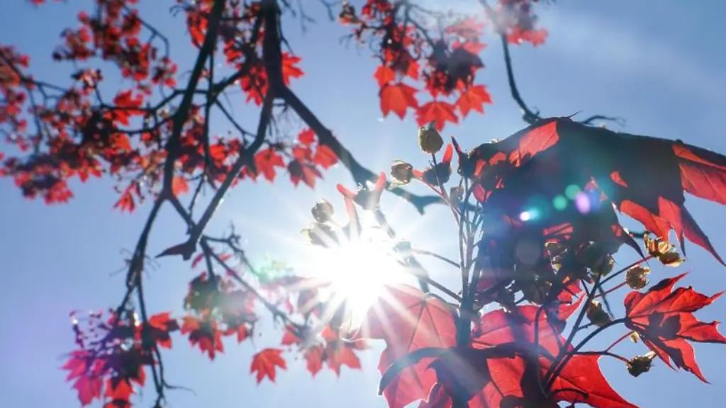 Die-Sonne-strahlt-durch-die-roten-Blaetter-eines-Rot-Ahorns