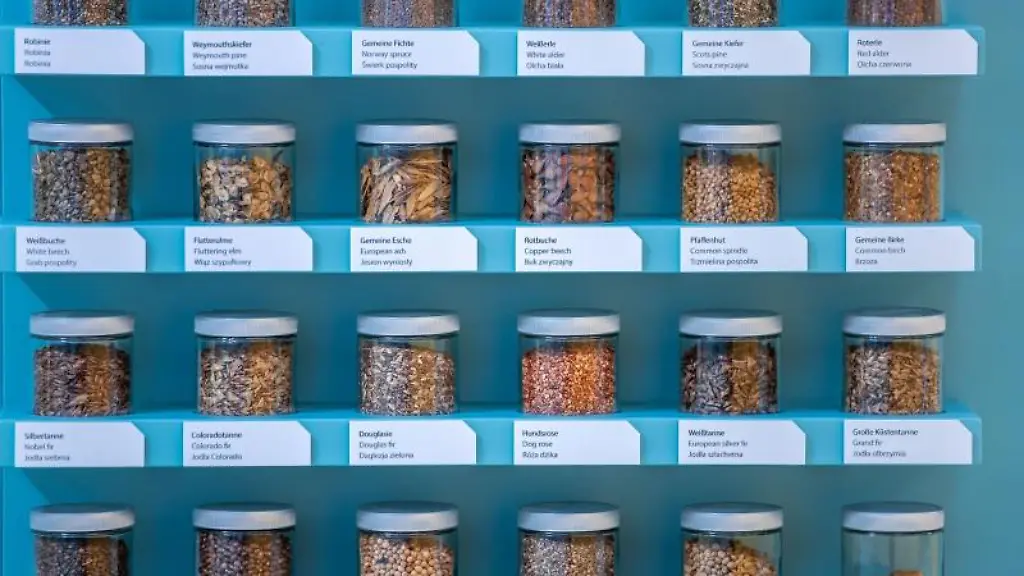 Glaeser-mit-unterschiedlichen-Baumsamen
