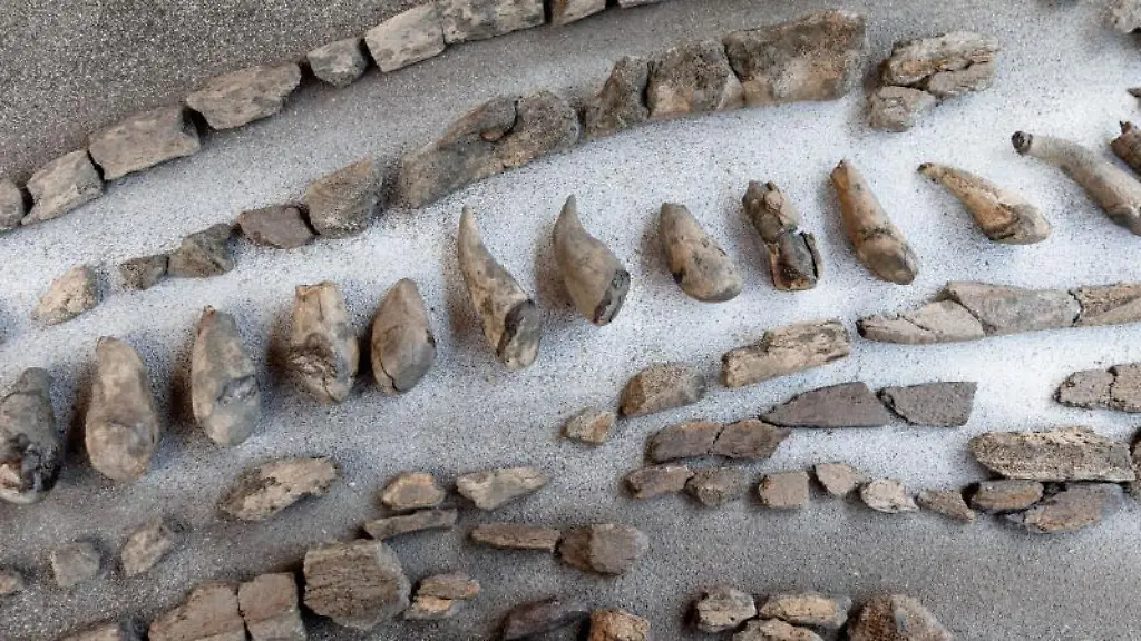 Fertig-praeparierte-Zaehne-und-Kieferteile-eines-11-Millionen-Jahre-alten-Urzeitwals-aus-Gross-Pampau