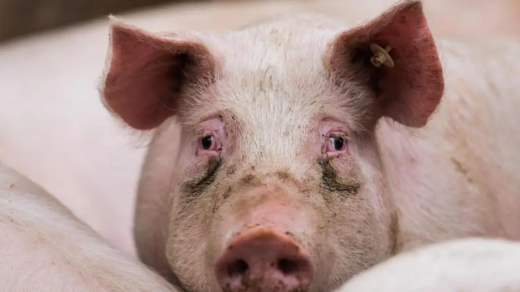 Ein-Mastschwein-steht-in-Bodenheim-in-seinem-Stall