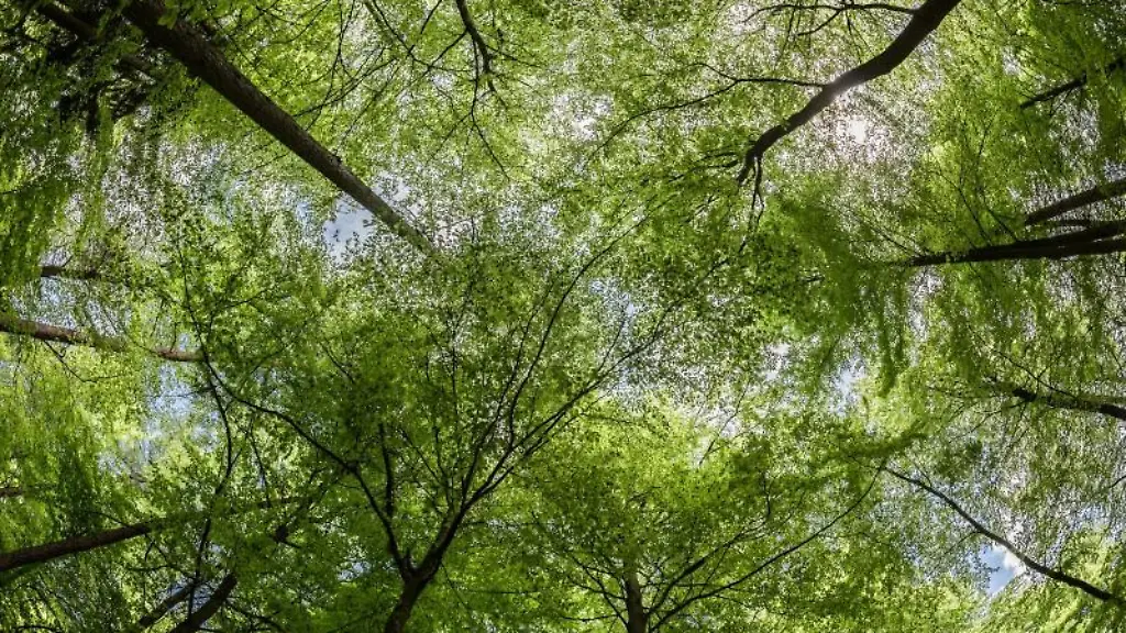 In-frischem-Gruen-zeigt-sich-ein-Buchenwald