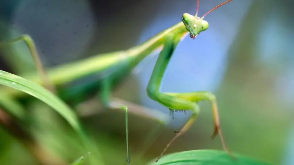 Die-Gottesanbeterin-wird-immer-haeufiger-auch-in-Sachsen-Anhalt-gesichtet
