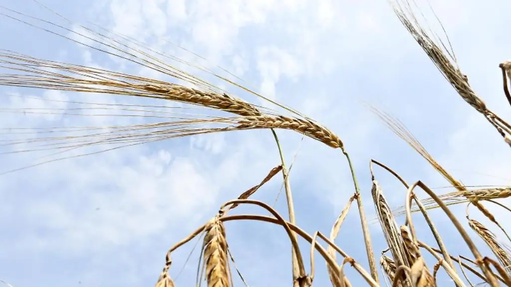 Gerste-steht-auf-einem-Feld-vor-blauem-Himmel
