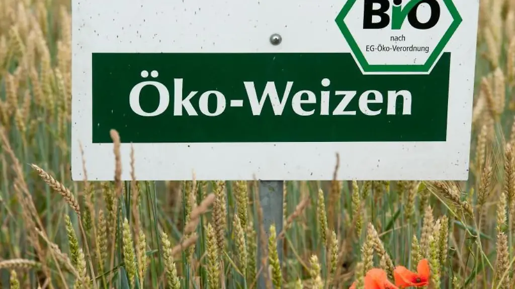 Ein-Schild-mit-der-Aufschrift-Oeko-Weizen-steht-in-einem-Feld-mit-Bio-Getreide