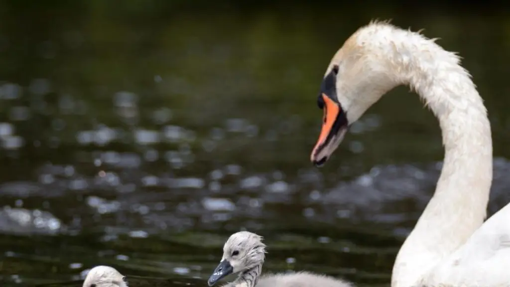 Schwanenkueken-schwimmen-mit-ihrem-Elterntier-auf-der-Aussenalster