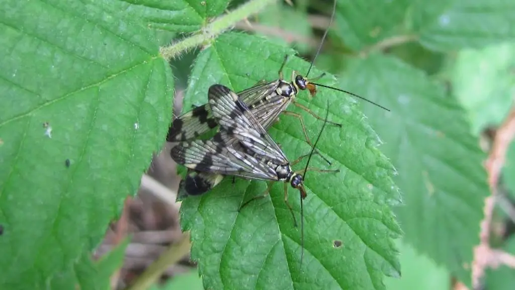 Zwei-Fliegen-paaren-sich-auf-einem-Blatt