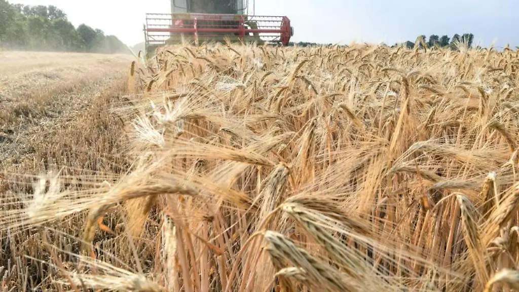 Ein-Landwirt-maeht-mit-seinem-Maehdrescher-die-Gerste