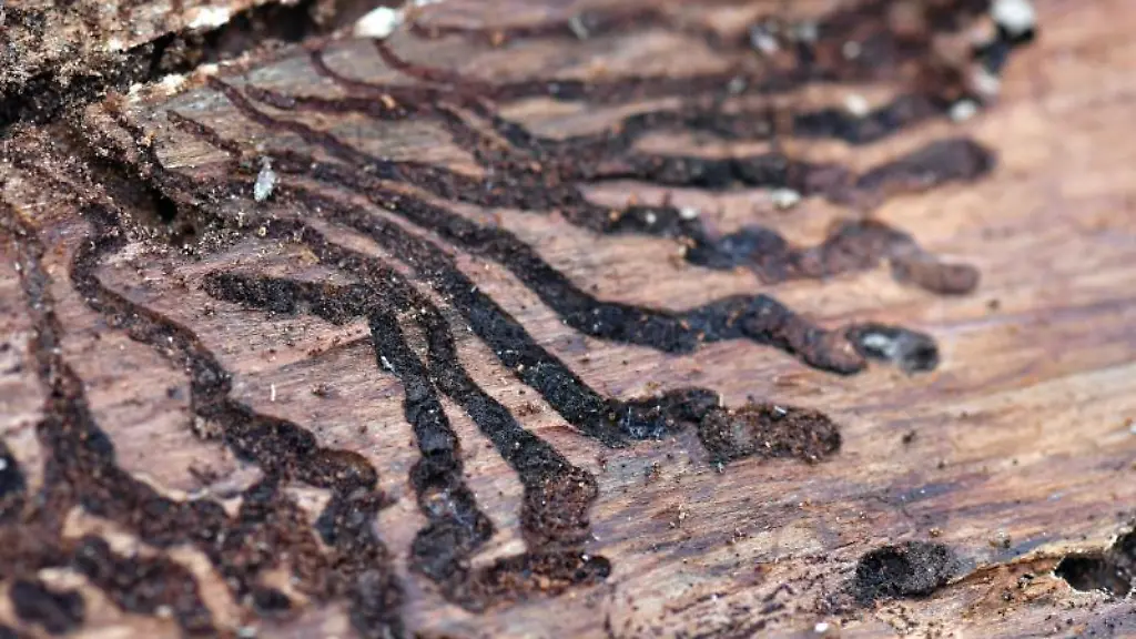 Gaenge-des-Borkenkaefers-sind-auf-der-Innenseite-der-Rinde-einer-Fichte-zu-sehen