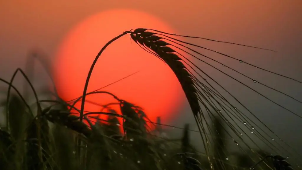 Hinter-einem-Gerstenfeld-geht-am-Morgen-die-Sonne-auf-waehrend-an-den-Grannen-noch-Regentropfen-haengen
