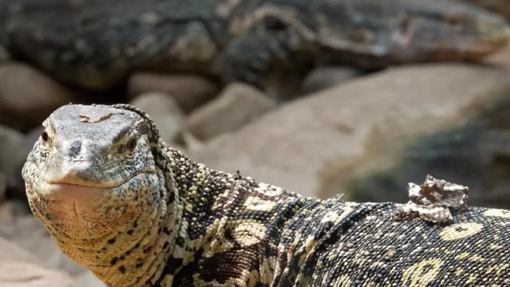 Zwei-Regenwald-Nilwarane-liegen-in-ihrem-Terrarium