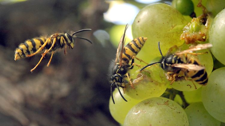 Potente Wespenmännchen werden von den Weibchen am Geruch erkannt.