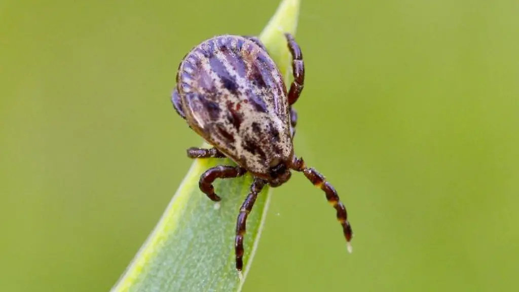 Eine-Zecke-sitzt-auf-einem-Grashalm