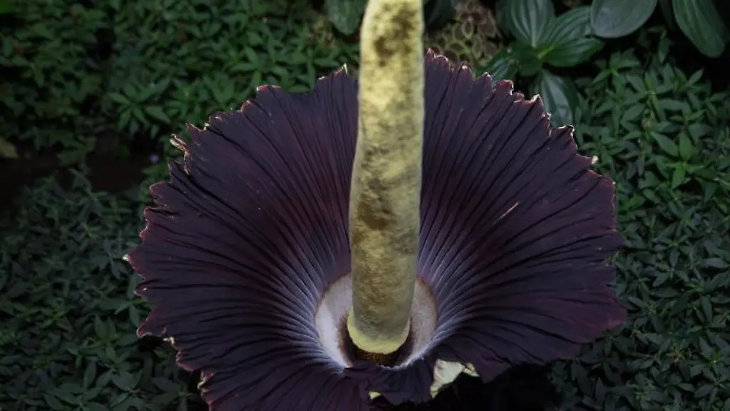 Eine-Titanwurz-Amorphophallus-titanum-blueht