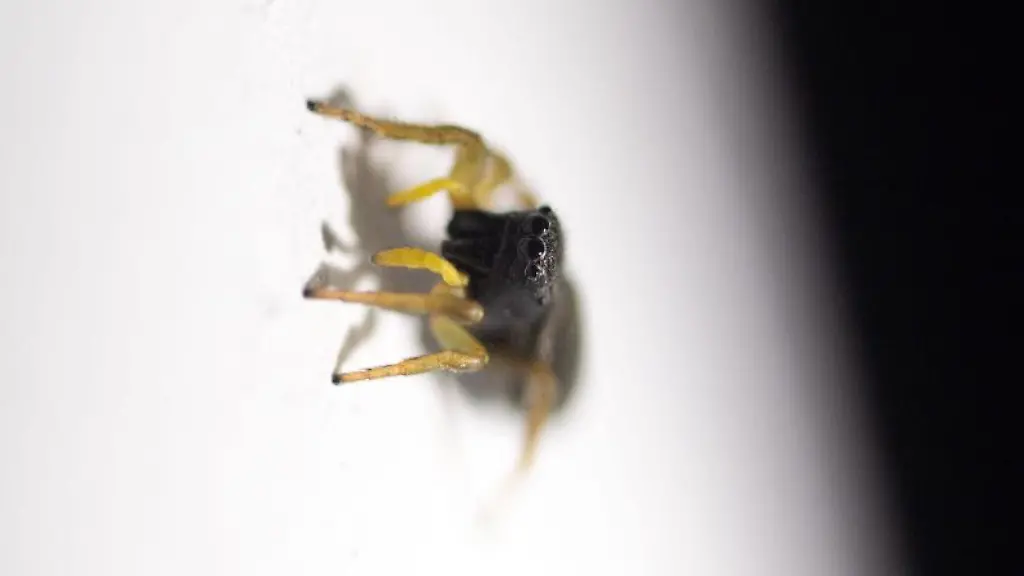 Eine-Springspinne-sitzt-an-einer-Wand