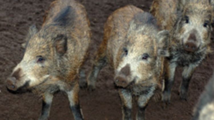 Mit Kartoffelschalen und Brotresten füttert man vor allem Wildschweine.