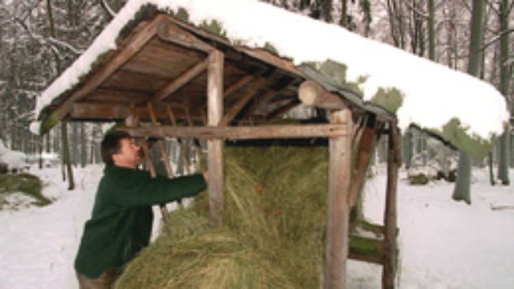 Bleibt der Schnee zu lange liegen, füttern die Förster zu.