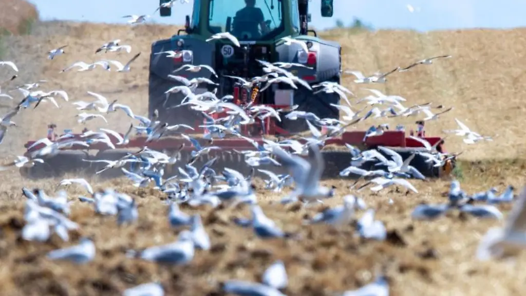 Ein-Moewenschwarm-verfolgt-einen-Traktor-der-ein-abgeernteten-Feld-eggt