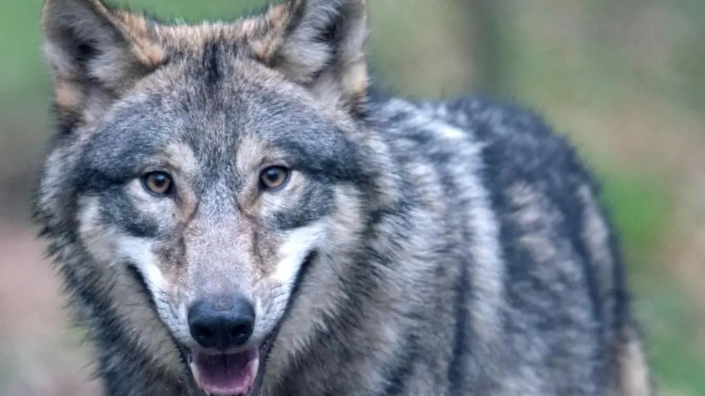 Ein-Wolf-laeuft-durch-ein-Freigehege