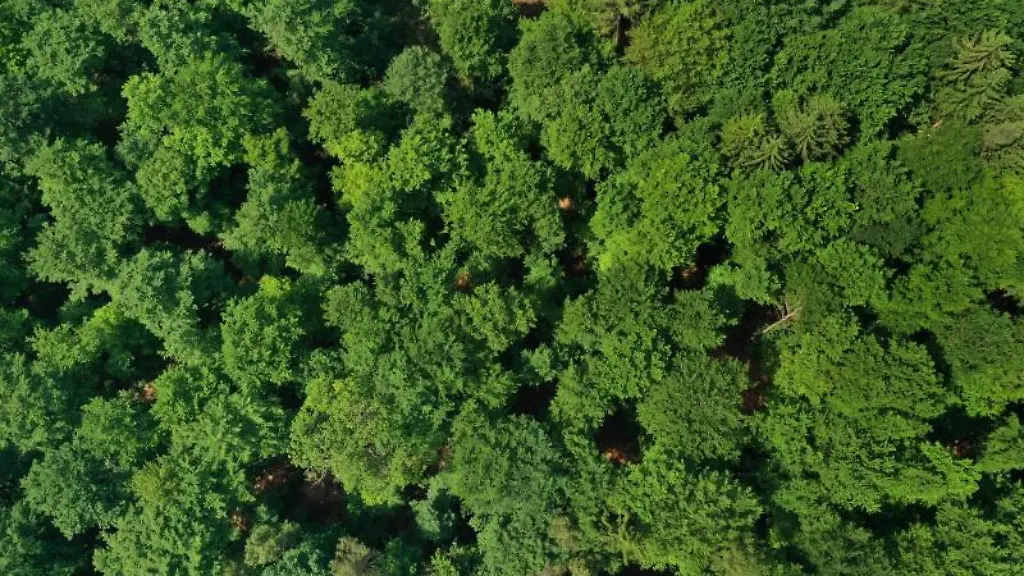 Blick-auf-die-Baumkronen-eines-Waldes