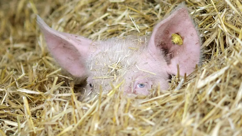 dc7e1f79fd86250500435bea3ffc08d7