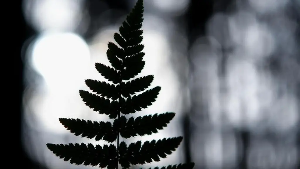 Der-Umriss-eines-Farnblattes-ist-im-Gegenlicht-zu-sehen