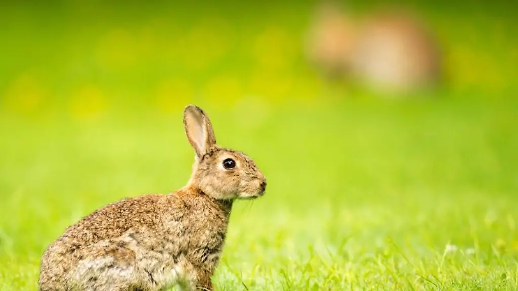 Kaninchen-sitzen-im-Tiergarten-auf-einer-Wiese