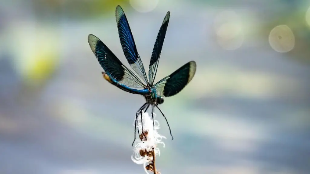 Eine-Libelle-landet-auf-einem-kleinen-Ast