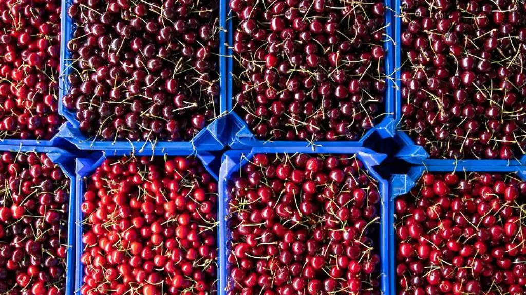 Unterschiedliche-Suesskirschen-liegen-in-einer-Anlieferungshalle
