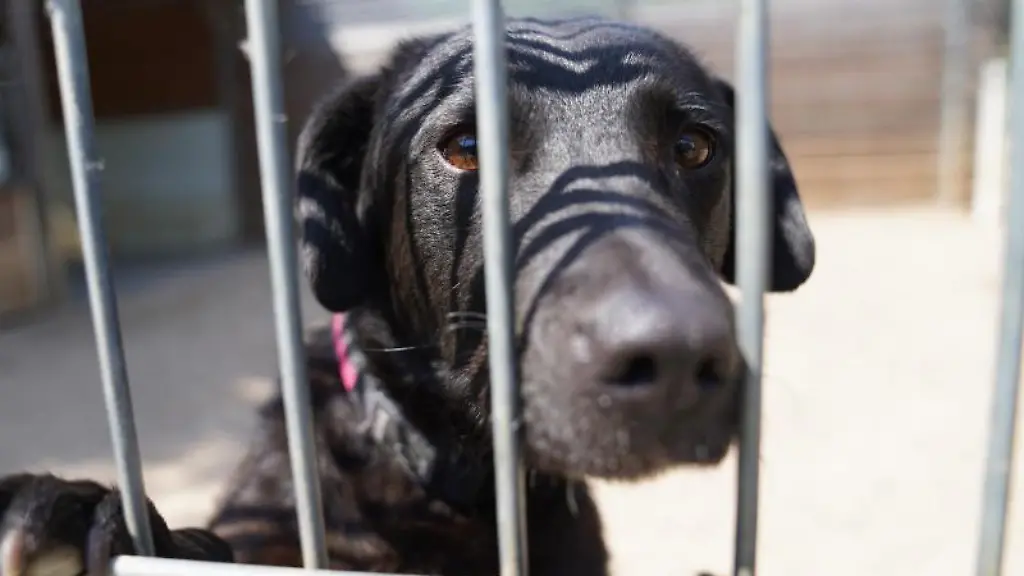 Ein-Hund-schaut-neugierig-aus-seinem-Gehege-in-einem-Tierheim