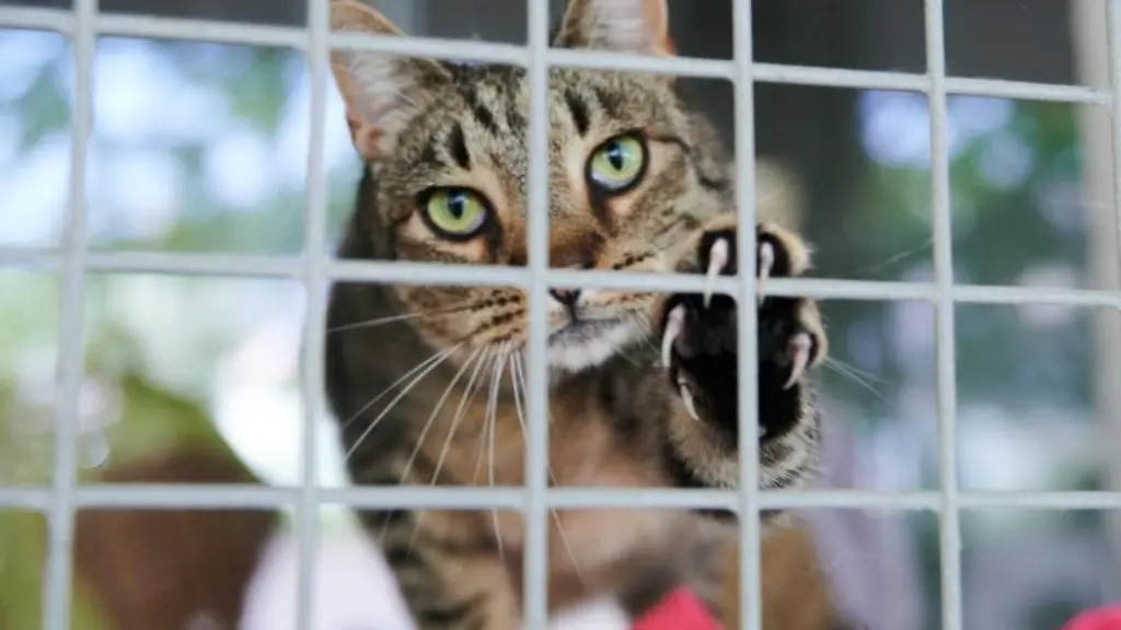 Eine-Katze-schaut-durch-die-Gitterstaebe-am-Katzenzwinger-im-Tierheim-Berlin
