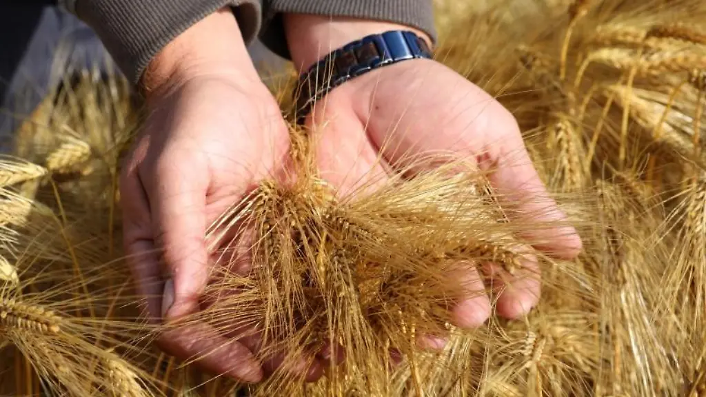 Steven-Hirschberg-Chef-der-Papendorfer-Agrargenossenschaft-schaut-nach-dem-Reifegrad-der-Gerste